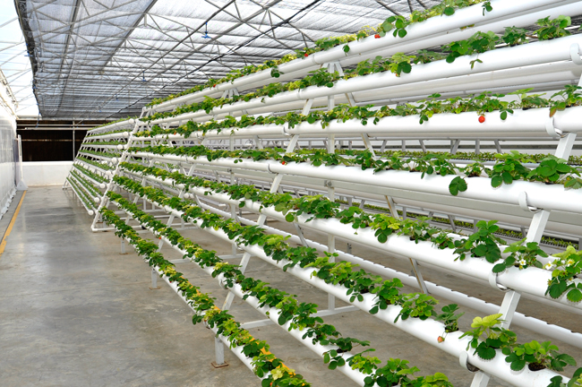 Hydroponics Agriculture and Horticulture